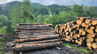 Drumul lemnului cu Mocănița. Cât de inventivi pot fi hoții specializați în tăieri ilegale de pădure