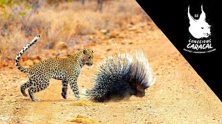 Asymmetric defence strategies for communities and individuals | Discussion Stream