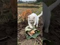 cat and chicken fight #usa #memes #tomholland #funny #viral #shorts #trending #heartbroken
