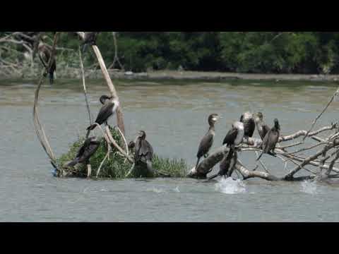 ფრინველები მტკვრის სიახლოვეს / Exploring Birds near Mtkvari