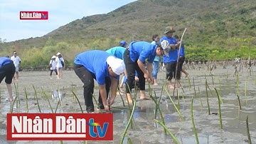 Chung tay bảo vệ rừng ngập mặn