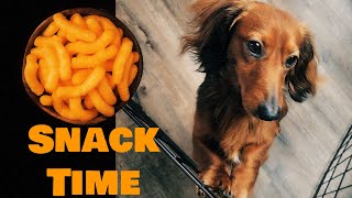 Mini Dachshund Tries Cheese Puffs Cute Dog Video 4K