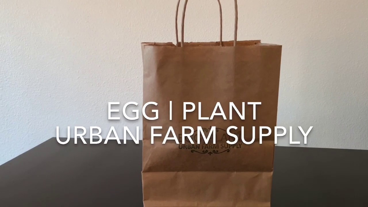 EGGPLANT URBAN FARM SUPPLY 】 YouTube