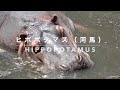 長崎バイオパークのカバ（hippopotamus）