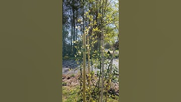 Thumbnail of Hardy Orange Plant...