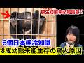 【 6個日本熊冷知識🚨】8成幼熊未能生存的驚人原因!放生幼熊未必是善意?熊到底有沒有冬眠?熊冬眠都唔會肌肉退化?熊界知識!中文字幕 #熊 #日本熊 #廣東話 #日本旅遊 #廣東話