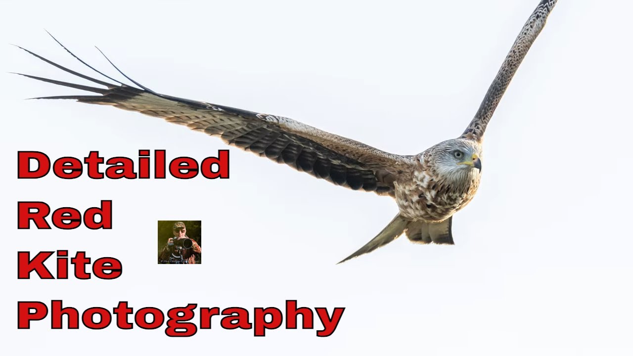 Detailed Red Kite photography by "Camilla & I"