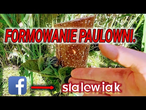 Wideo: Skręcona Beczka Paulowni