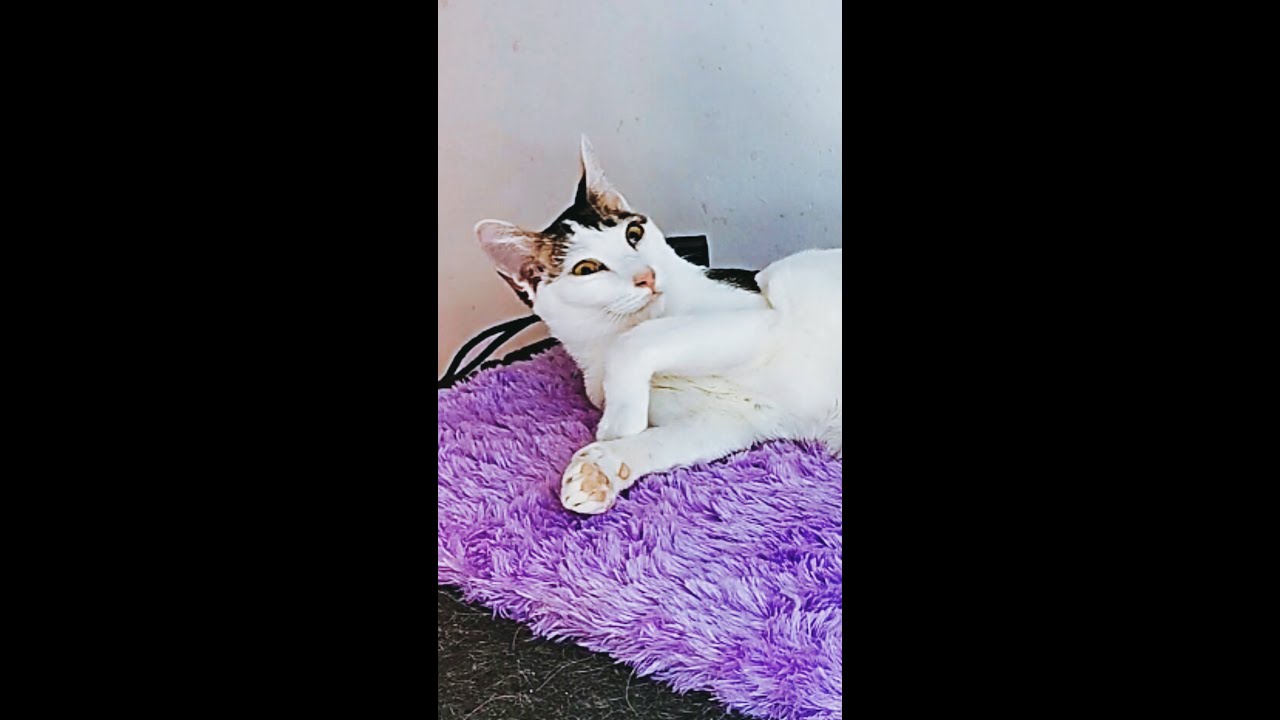 I Feel Good Prank - Подборка кошек