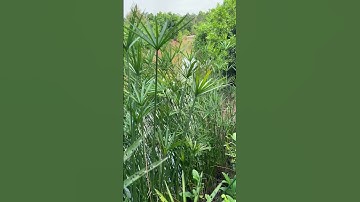 Cây thuỷ trúc để cắm hoa