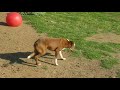 2 YEAR OLD COAB EA MYPYRO 9-14-2017 2 YEAR OLD COAB EA MYPYRO 9-14-2017