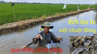 xiệt chuột đồng, ếch bự to quá nhiều cá trê trắng, cuộc sống mưu sinh miền tây sông nước 🌾🌾🌾 by mập trang miền Tây 4,046 views 1 month ago 21 minutes