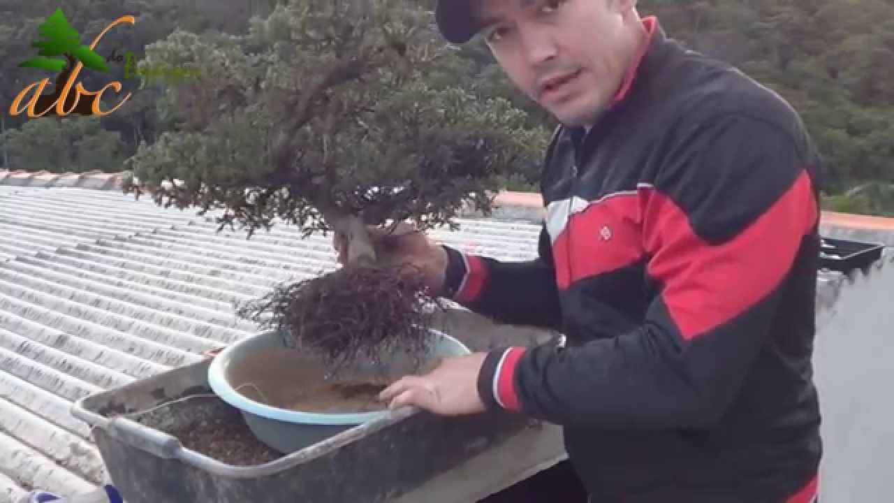 TRABALHANDO AS RAÍZES DE UM FUTURO BONSAI 2 - 38