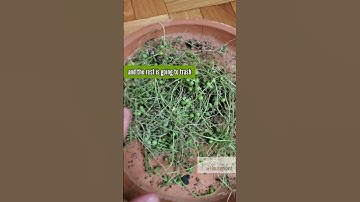 My String of Pearls is DYING!