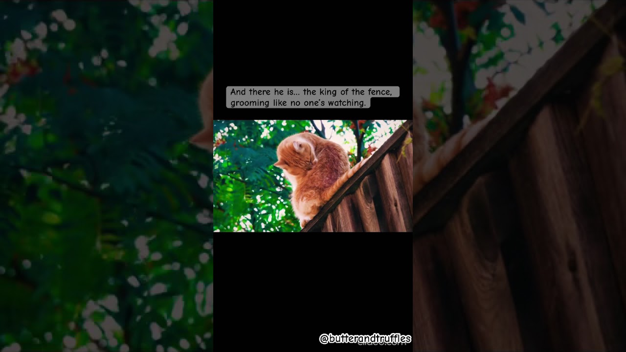 Cat on Fence ! Butter The Grooming King 