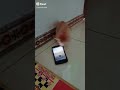 The cat called