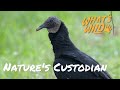 Meet Nature’s Cleanup Crew - Turkey Vultures | What&#39;s Wild