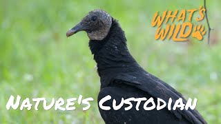 Meet Nature’s Cleanup Crew - Turkey Vultures | What's Wild