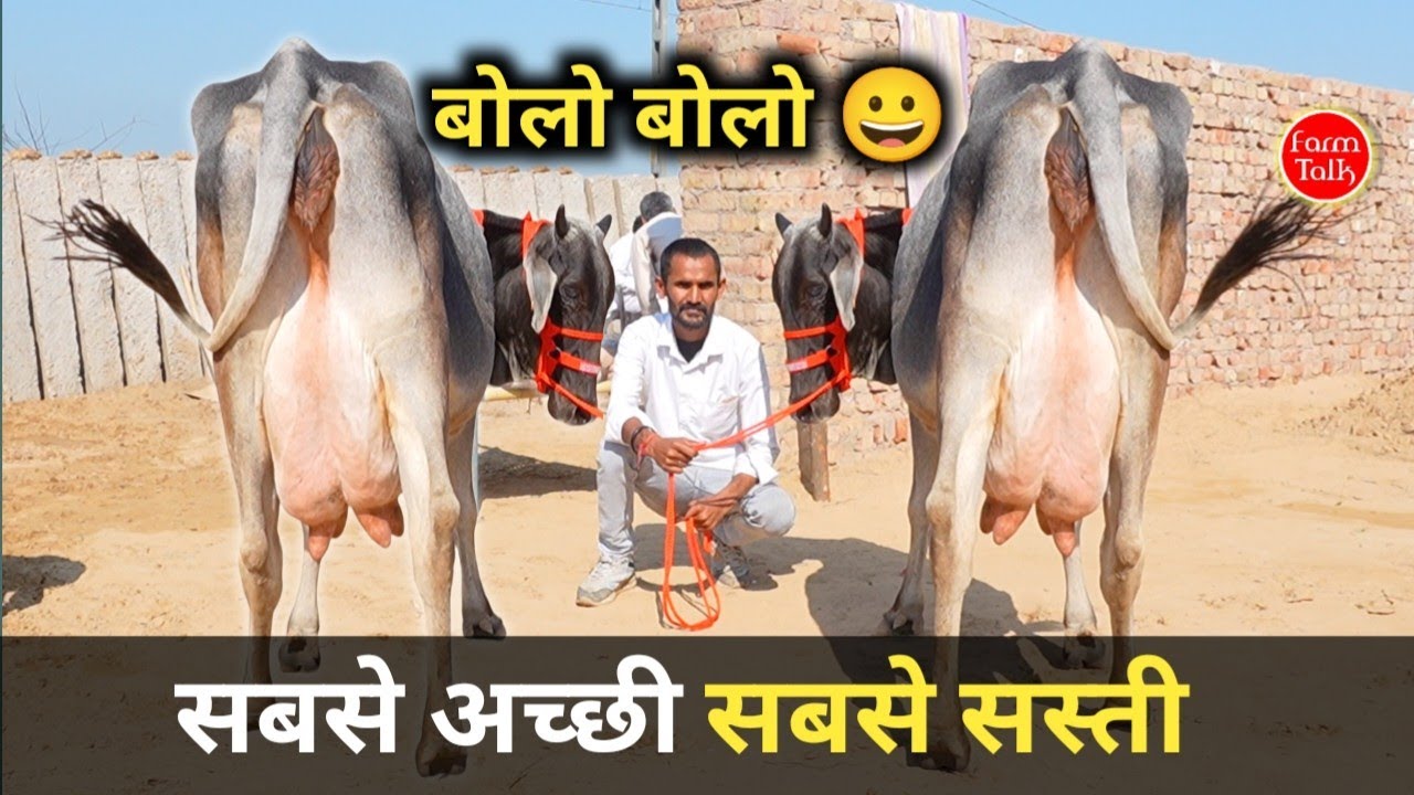 सबसे अच्छी सबसे सस्ती 4 बछड़ी वाली गाय 👉🏾 Sahiwal Tharparkar Rathi Cow ✨ Cow Available #Farmtalk 