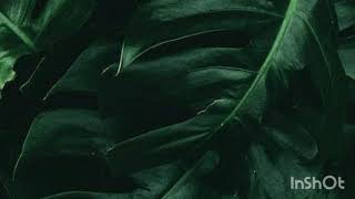 Rachel Lorin - Obsessed (Lyrics)