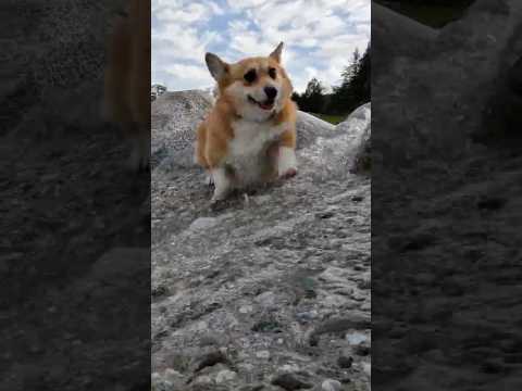 流れを軽快に横切るコーギー / A corgi nimbly crosses the stream. #コーギー #corgi