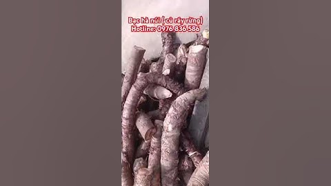 Củ bạc hà núi rừng ( củ ráy rừng) bên em lại về nhiều ạ #bachanui #curay #