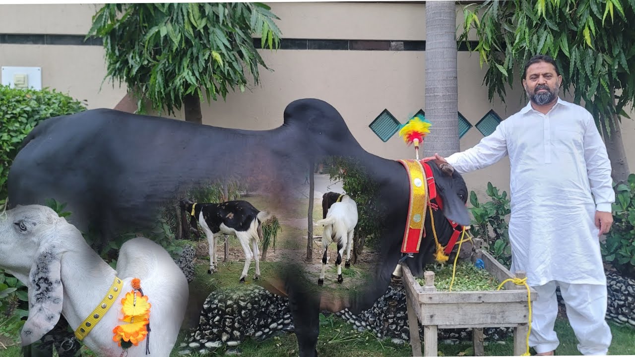 عیدالاضحٰی کے مہمان جانوروں کے ساتھ  گپ شپ کرتے ہوئے۔ رحمانی ہاوس ماڈل ٹاؤن لاہور۔