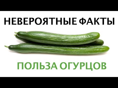 Факты об огурцах, которые должен знать каждый