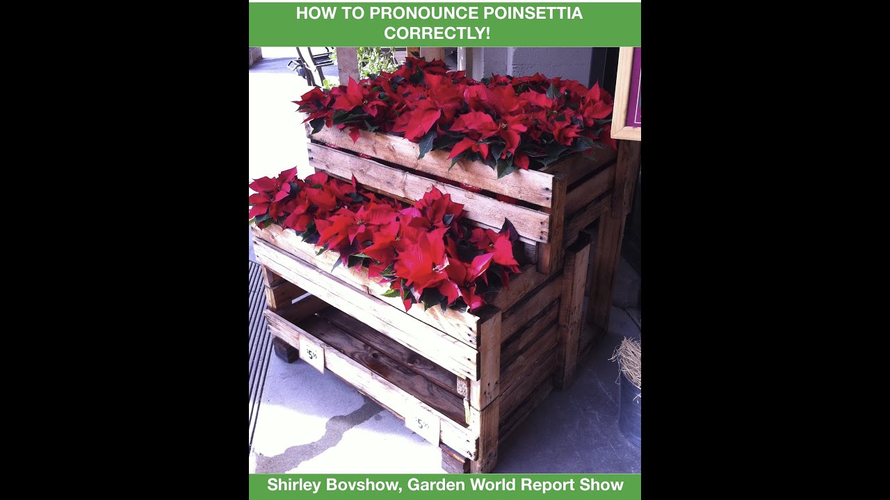 How to Pronounce Poinsettia Correctly - YouTube