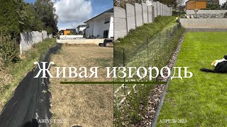 Живая изгородь. Выравниваем участок и делаем живую изгородь из бирючины. Обживаем дом в Германии #5.