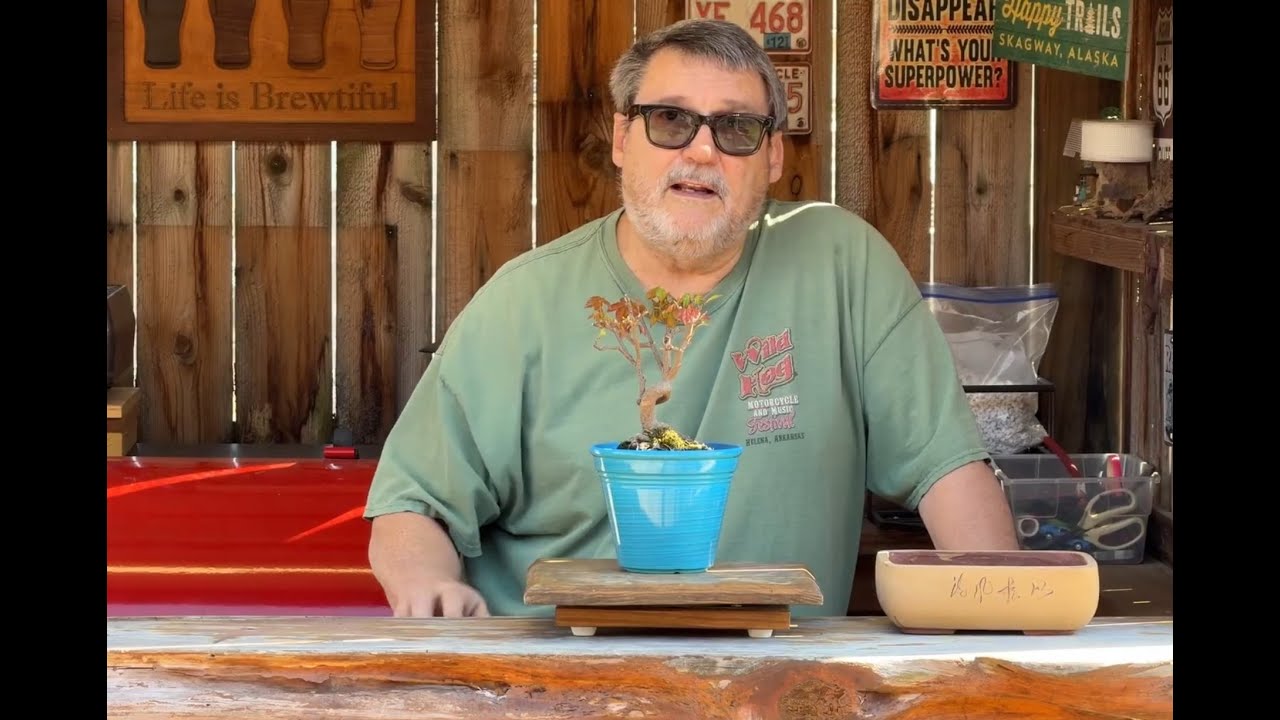 Пересадка клена трехзубчатого