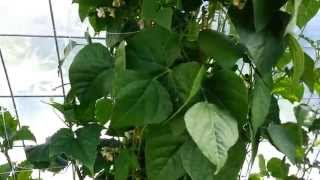 Play video: July 24 2015 Greenhouse Update
