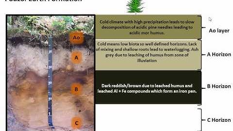 Podzol Earth Formation
