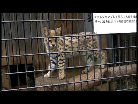 threat meaning 威嚇するサーバルっ仔（羽村市動物公園）Serval Cat Cub Threat