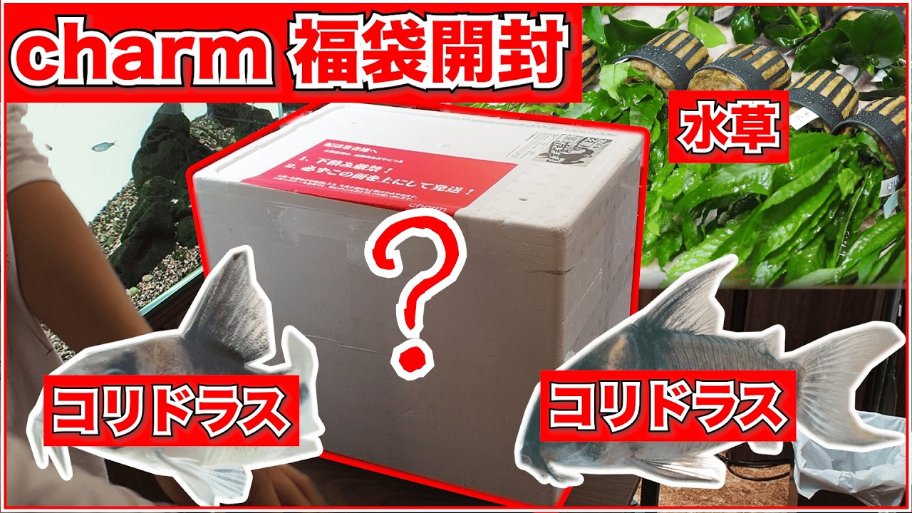 12,000 yen worth] The charm lucky bag arrived so I opened it