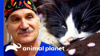 'They Say Cats Have 9 Lives... He's Used 7 Of Them!' | Dr Jeff: Rocky Mountain Vet