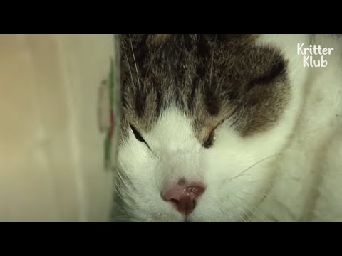 Cat Weeps And Sheds Tears After Bullies Did &rsquo;This&rsquo; To Her | Kritter Klub