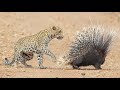 Leopard takes on and fights porcupine