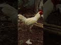 kodi photographs #birdphotography #viral #photograph #ytshorts #ytreels #premalu #telangana #telugu