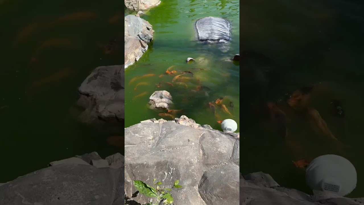 Don’t waste your time Multi garden B17 zoo review video 