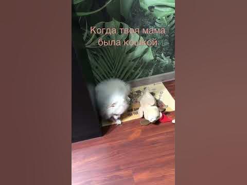 Сын кошки - YouTube