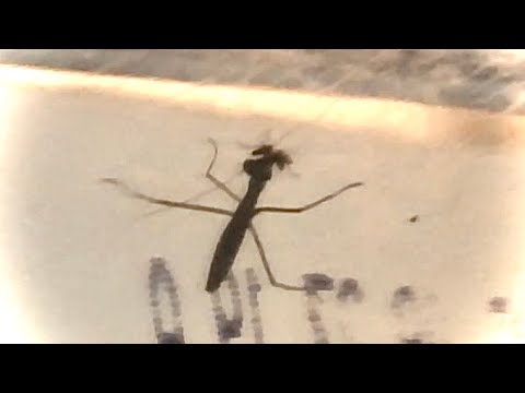 Baby Chinese Mantis Catches Little Fly