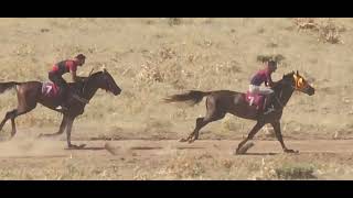 Varto yilanli at yarışı daha güzel videolar için abone olmayı unutmayalim