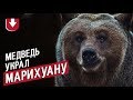 Медведь ворует марихуану