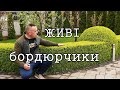 Живі рослини - бордюрчики