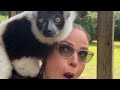 lemurs and cereal