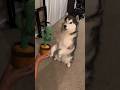 I Was NOT Ready for This Husky’s Voice 😂