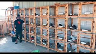 FAHAMU KUHUSU UFUGAJI WA NJIWA | FAHAMU KUHUSU NJIWA | NJIWA NI BIASHARA