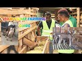 Ufugaji bora wa mbuzi wa maziwa a guide on dairy goat farming from charis farm naivasha