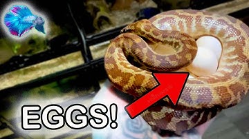 Stimson Python: The Best Pet Snake? Maternally Incubating Python Eggs